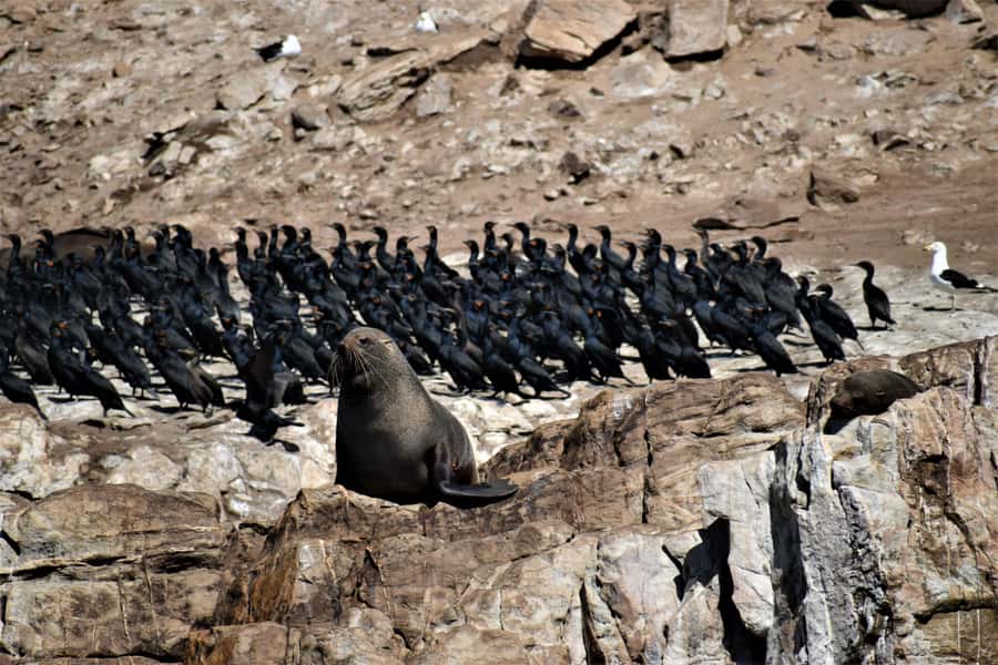 Plettenberg Bay: Seal Colony Viewing Excursion - Watching thousands of Cape fur seals from the boat