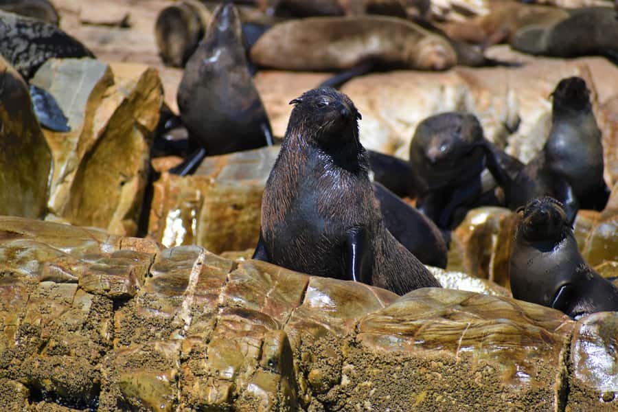 Plettenberg Bay: Seal Colony Viewing Excursion - A shared boat with seal swimmers