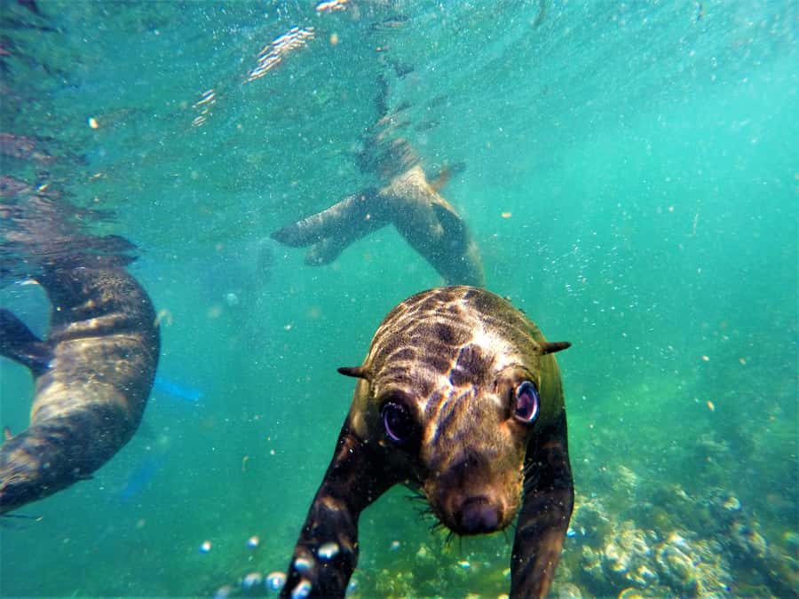 Plettenberg Bay: Seal Colony Viewing Excursion - What the $34 price actually covers