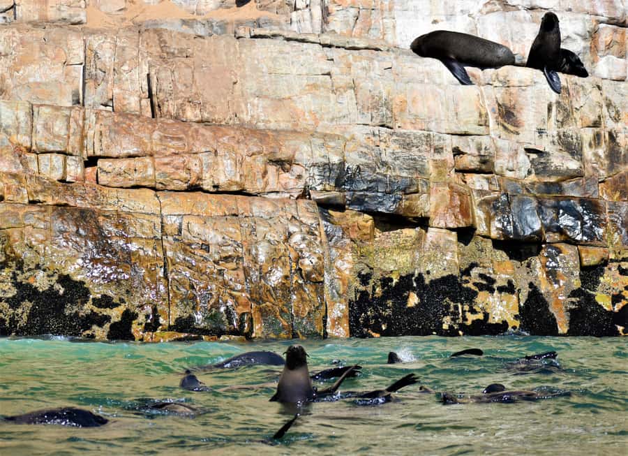 Plettenberg Bay: Seal Colony Viewing Excursion - Who will enjoy this 90-minute trip most