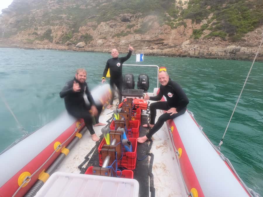 Plettenberg Bay: Seal Swimming Experience - Key points to know before booking