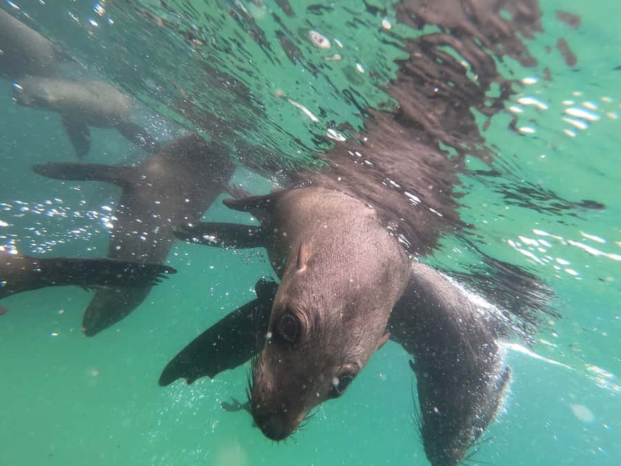 Plettenberg Bay: Seal Swimming Experience - Free photos make the short trip easier to remember