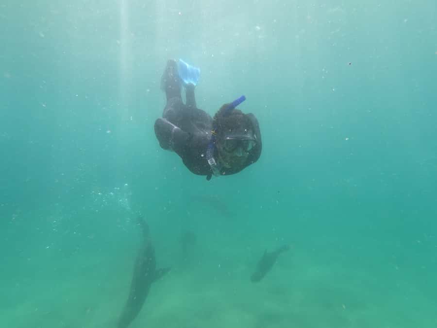 Plettenberg Bay: Seal Swimming Experience - Is $61 a fair price?