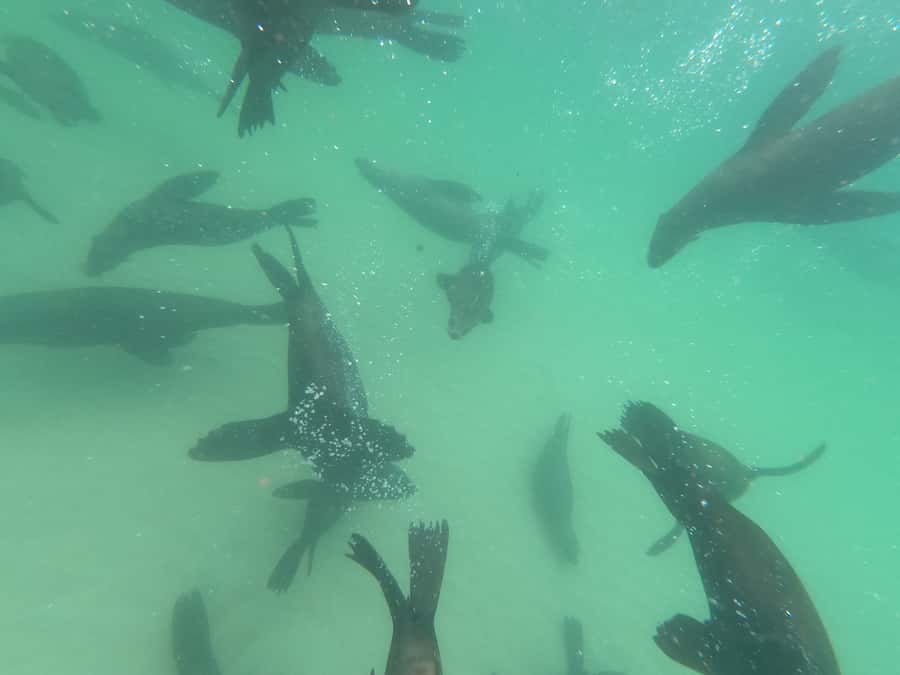 Plettenberg Bay: Seal Swimming Experience - Who will enjoy this Plettenberg Bay activity?
