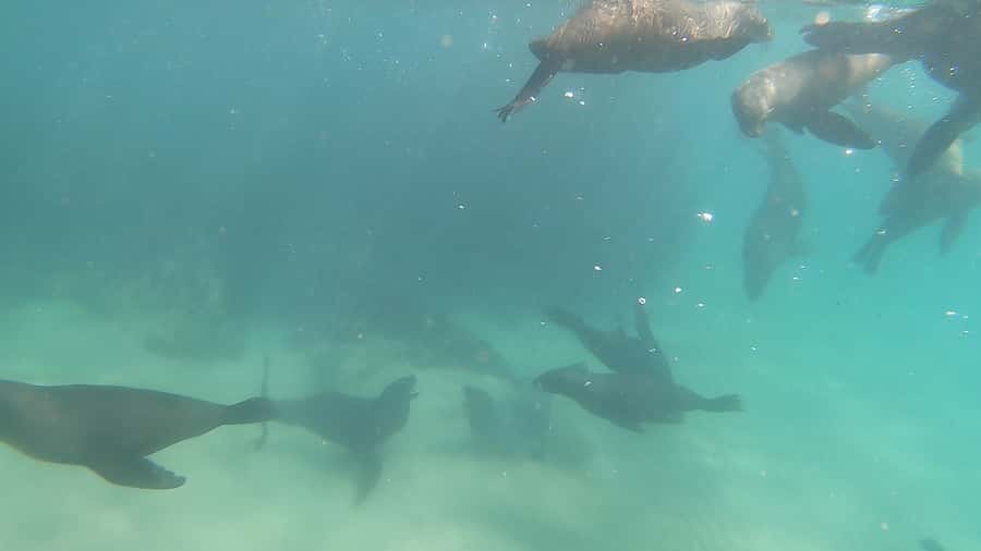 Plettenberg Bay: Seal Swimming Experience - What the 20 to 25 minutes in the water feels like