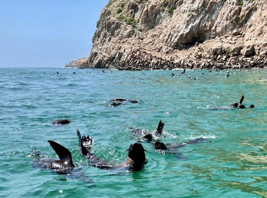 Plettenberg Bay: Seal Viewing Boat Trip - Who will enjoy this Robberg boat trip?