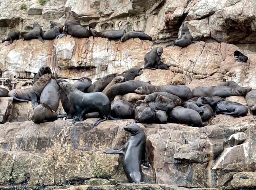 Plettenberg Bay: Seal Viewing Boat Trip - Practical tips for a smoother outing