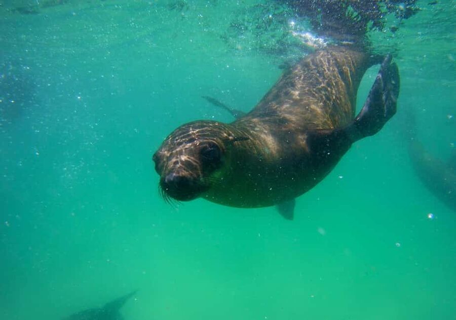 Plettenberg Bay: Seal Viewing Boat Trip - The boat ride to Robberg Nature Reserve