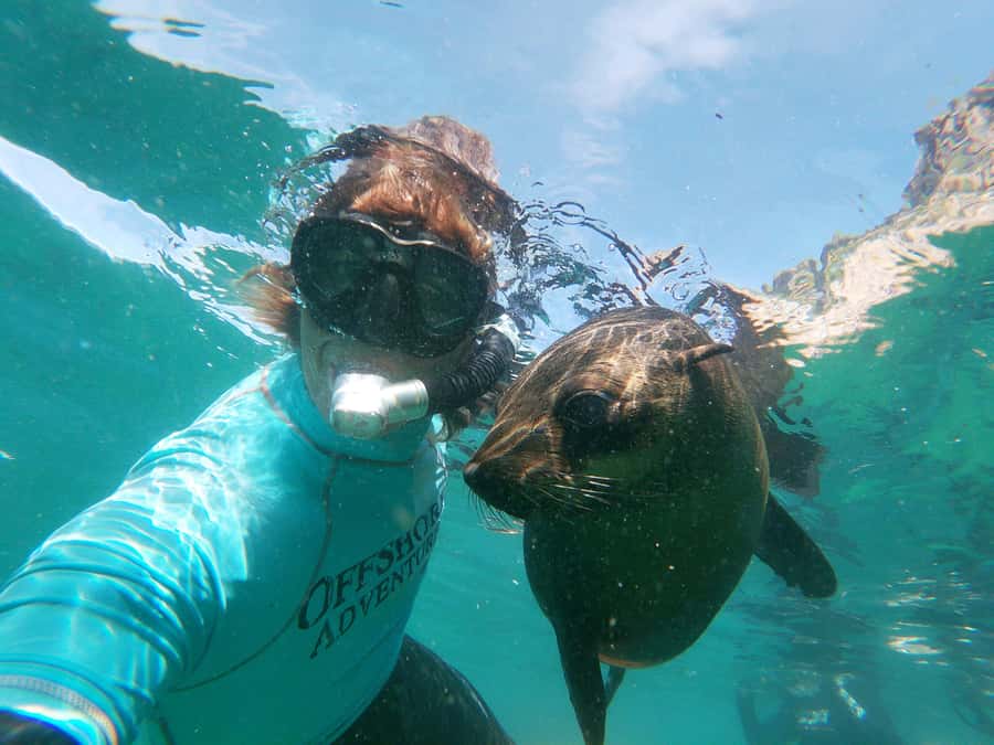 Plettenberg Bay: Swim with Seals - Key points to know before booking