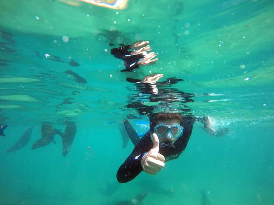 Plettenberg Bay: Swim with Seals - Should you book the Plettenberg Bay seal swim?