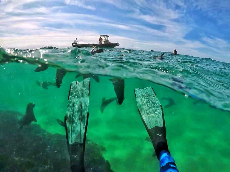 Plettenberg Bay: Swim with Seals - Meeting the Cape fur seals at Robberg