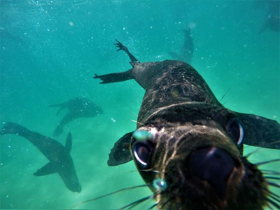 Plettenberg Bay: Swim with Seals - What the guides add to the outing