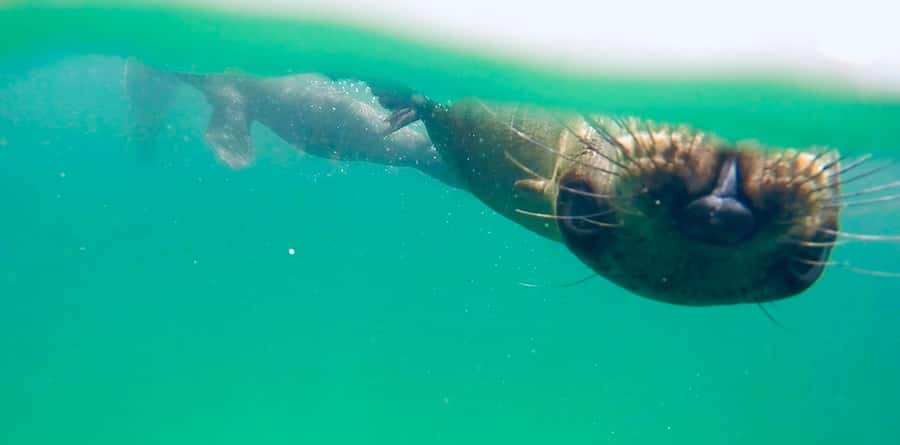 Plettenberg Bay: Swim with Seals - Photos included, video available at extra cost
