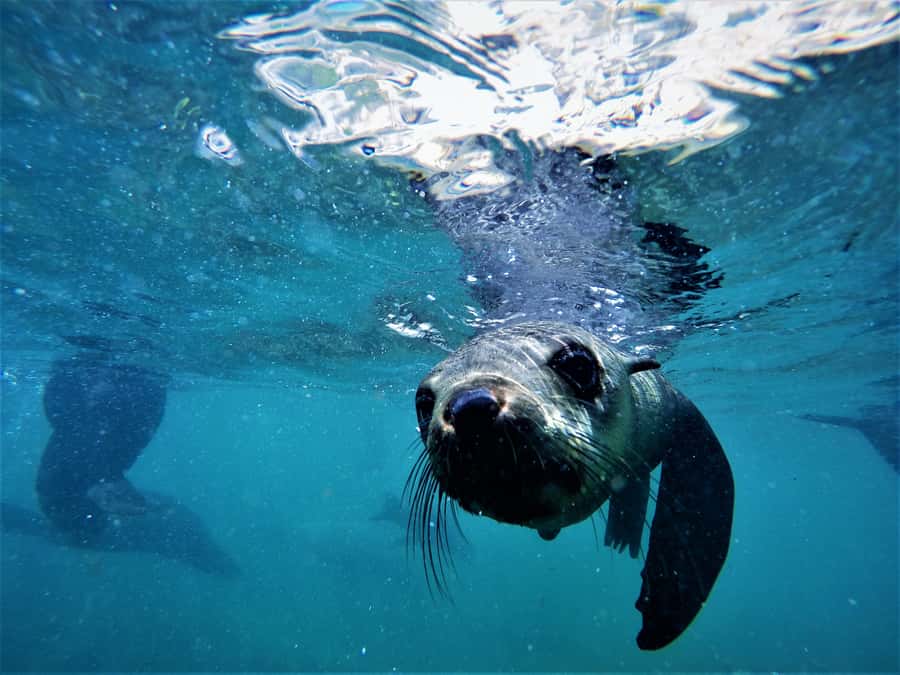 Plettenberg Bay: Swim with Seals - Is $61 good value for 90 minutes?
