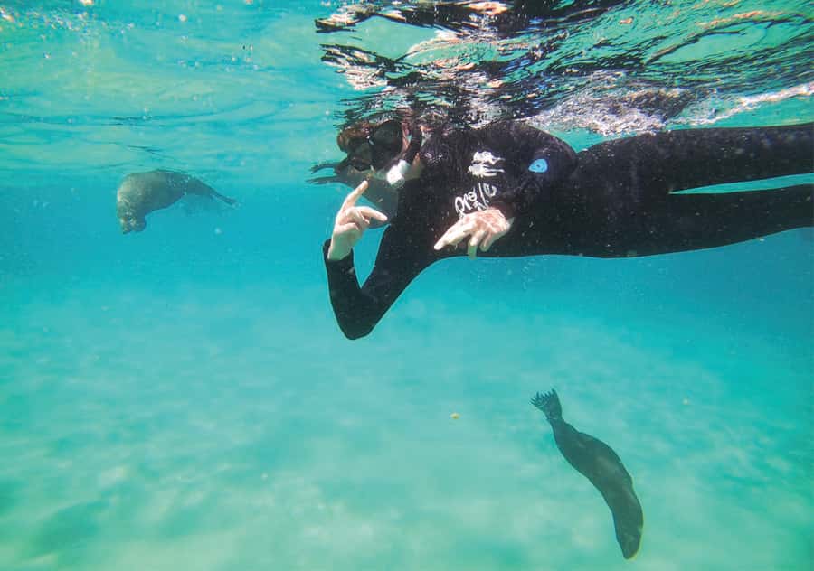 Plettenberg Bay: Swim with the Seals - Who should book this experience?