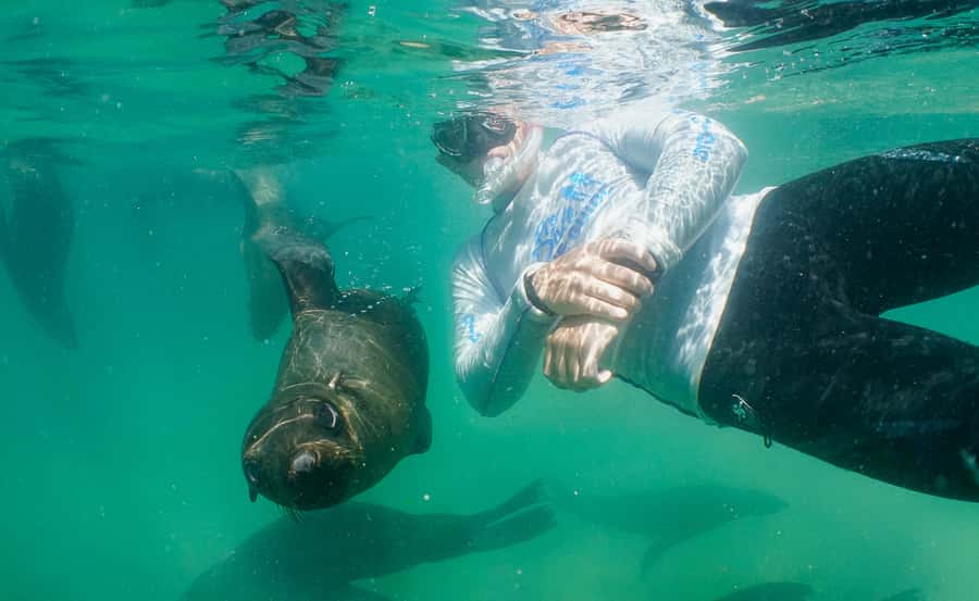 Plettenberg Bay: Swim with the Seals - What makes this seal swim special