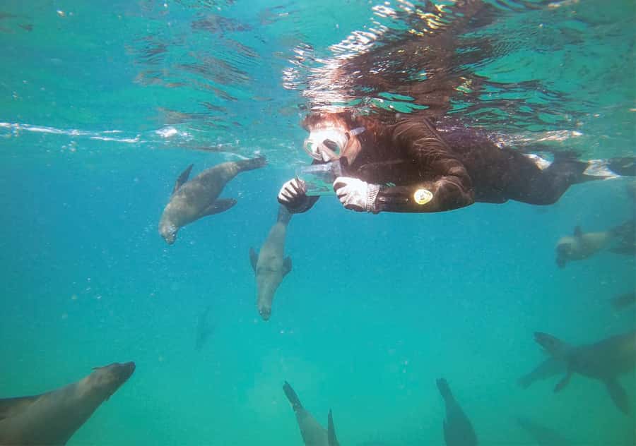 Plettenberg Bay: Swim with the Seals - From the beach to Robberg Nature Reserve