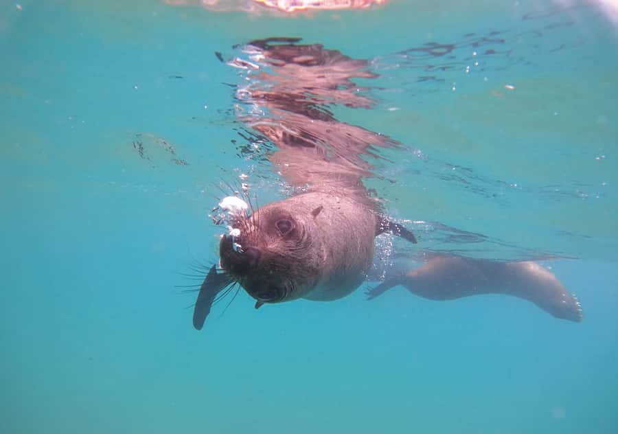 Plettenberg Bay: Swim with the Seals - Meeting thousands of Cape Fur Seals