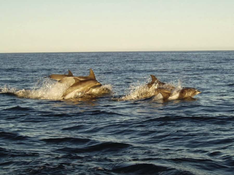 Plettenberg Bay: Whale Watching Boat Cruise - The first stretch: scanning Plettenberg Bay