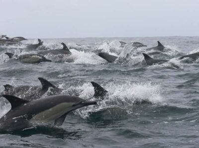 Whale Watching Boat Cruise