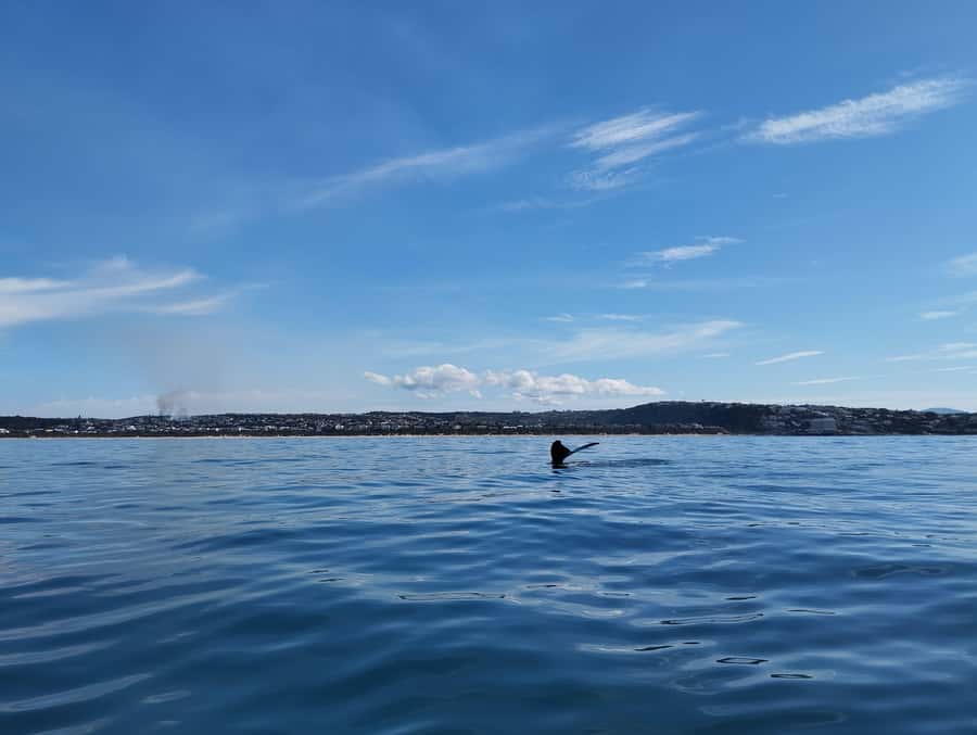 Plettenberg Bay: Whale Watching Boat Cruise - Dolphins, seals, and the rest of the sea