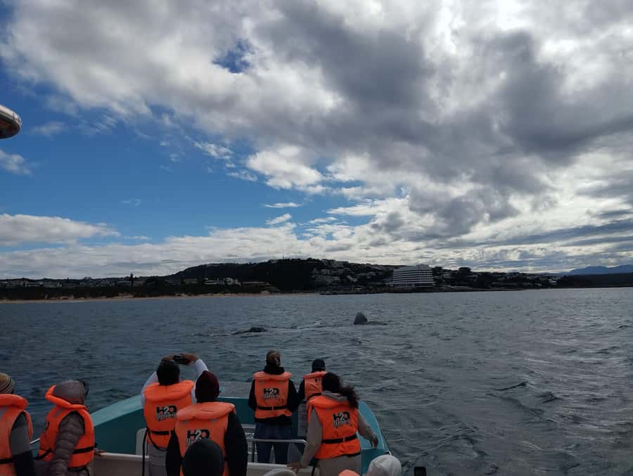 Plettenberg Bay: Whale Watching Boat Cruise - Who should book this experience?