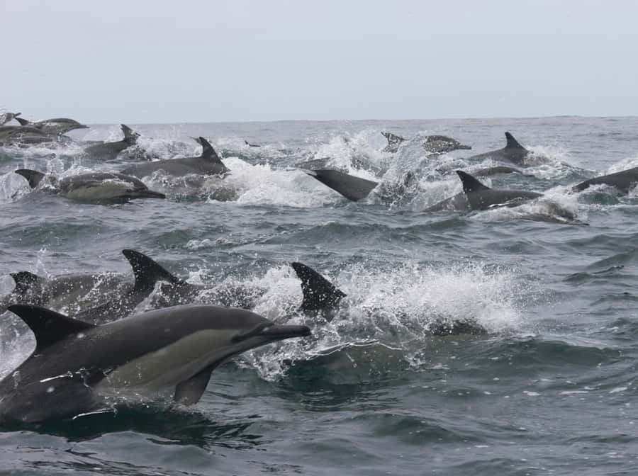 Plettenberg Bay: Whale Watching Boat Cruise - Setting out from Hopwood Street