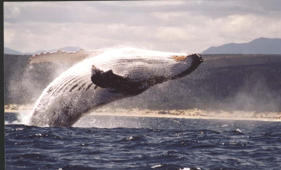 Plettenberg Bay: Whale-Watching Cruise - Key points to know before booking