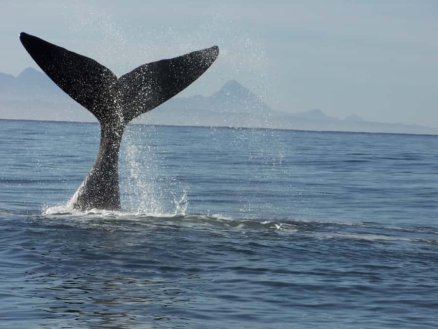 Plettenberg Bay: Whale-Watching Cruise - Starting at Ocean Blue Adventures in Plettenberg Bay