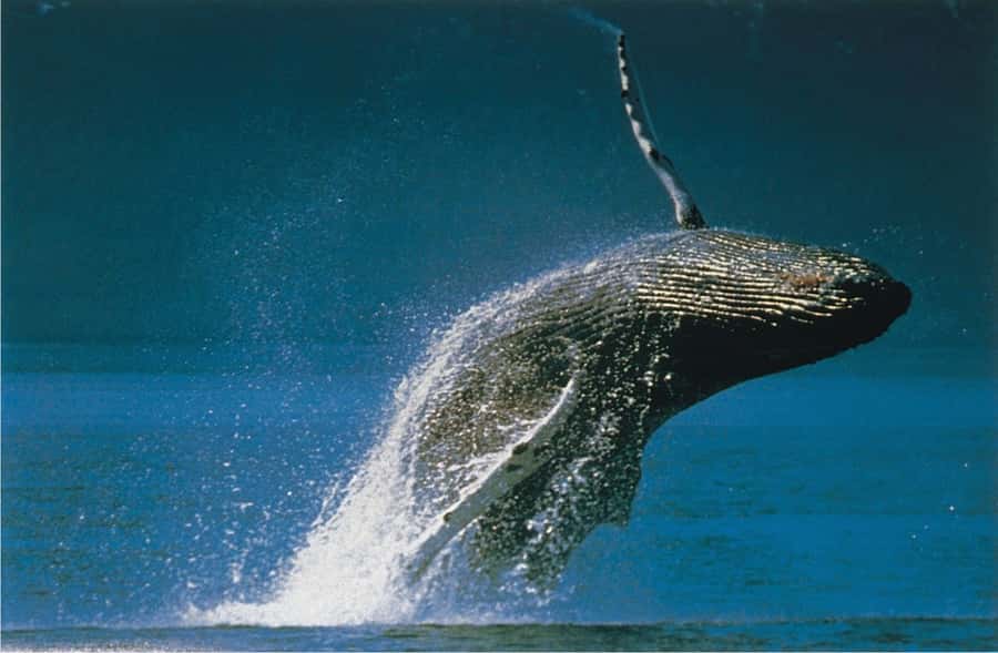 Plettenberg Bay: Whale-Watching Cruise - Choosing between Southern Right and Humpback Whales