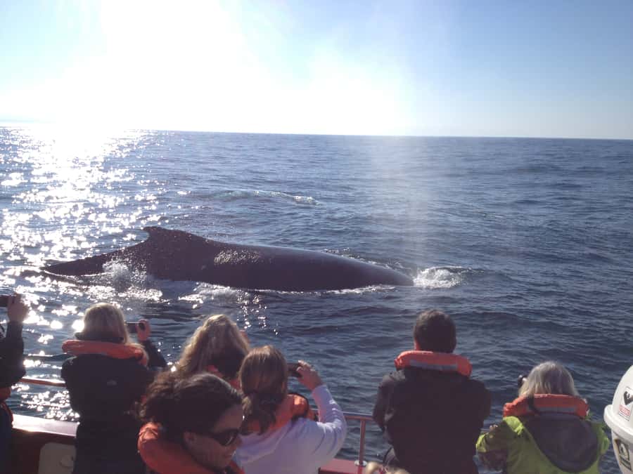Plettenberg Bay: Whale-Watching Cruise - Robberg Peninsula and the Cape Fur Seal colony
