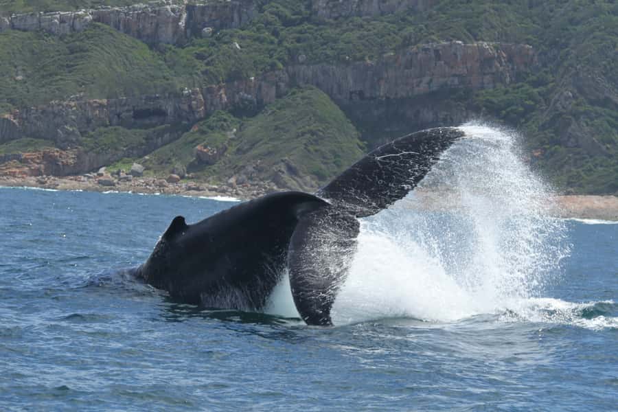 Plettenberg Bay: Whale-Watching Cruise - The seasonal possibility of Great White Sharks