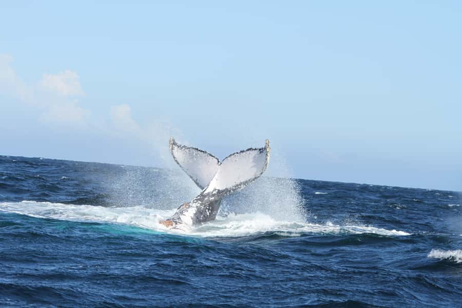 Plettenberg Bay: Whale-Watching Cruise - Why whale sightings can disappoint