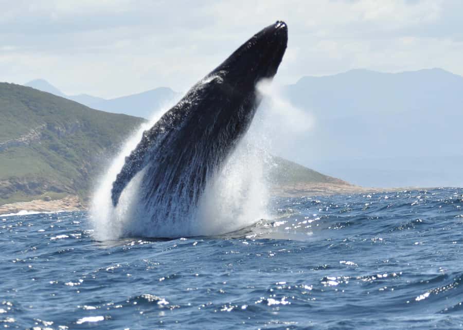 Plettenberg Bay: Whale-Watching Cruise - Is $77 a fair price?