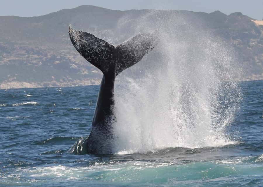 Plettenberg Bay: Whale-Watching Cruise - Who will enjoy this Plettenberg Bay cruise?