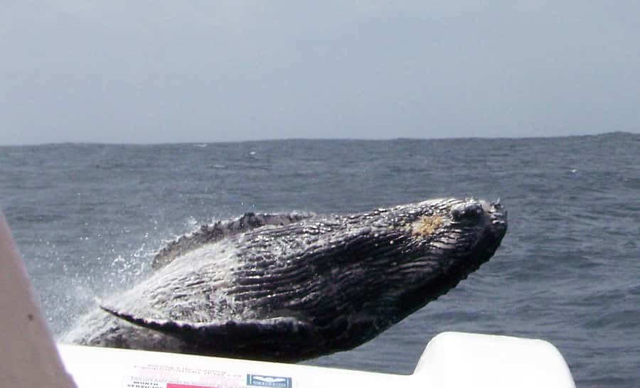 Plettenberg Bay: Whale-Watching Cruise - The surf launch is part of the attraction