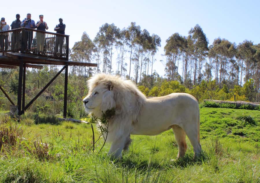 Plettenberg Bay: Wild Cat and Wildlife Guided Tour - Key points to know before you go