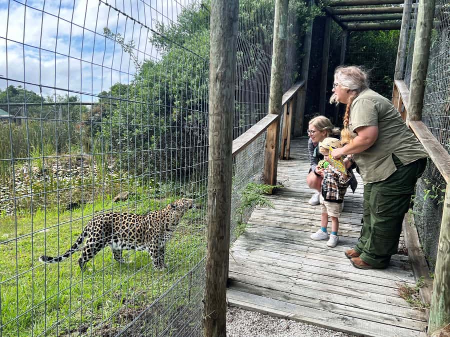 Plettenberg Bay: Wild Cat and Wildlife Guided Tour - Why Tenikwa offers more than a quick animal photo
