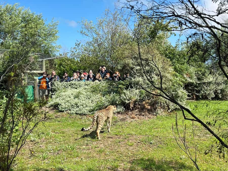 Plettenberg Bay: Wild Cat and Wildlife Guided Tour - The five-minute safety briefing sets the tone
