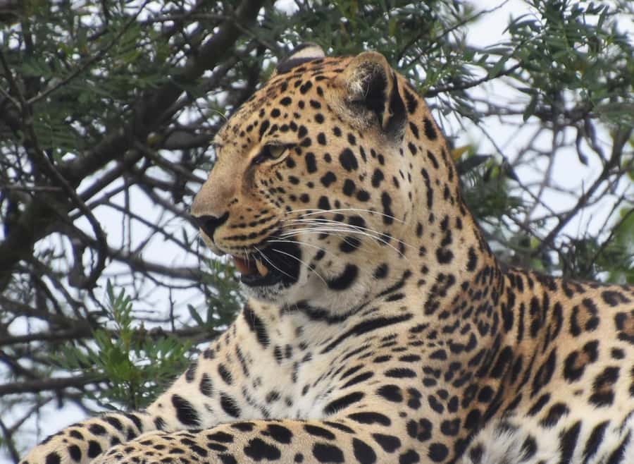 Plettenberg Bay: Wild Cat and Wildlife Guided Tour - The guides are the heart of the experience