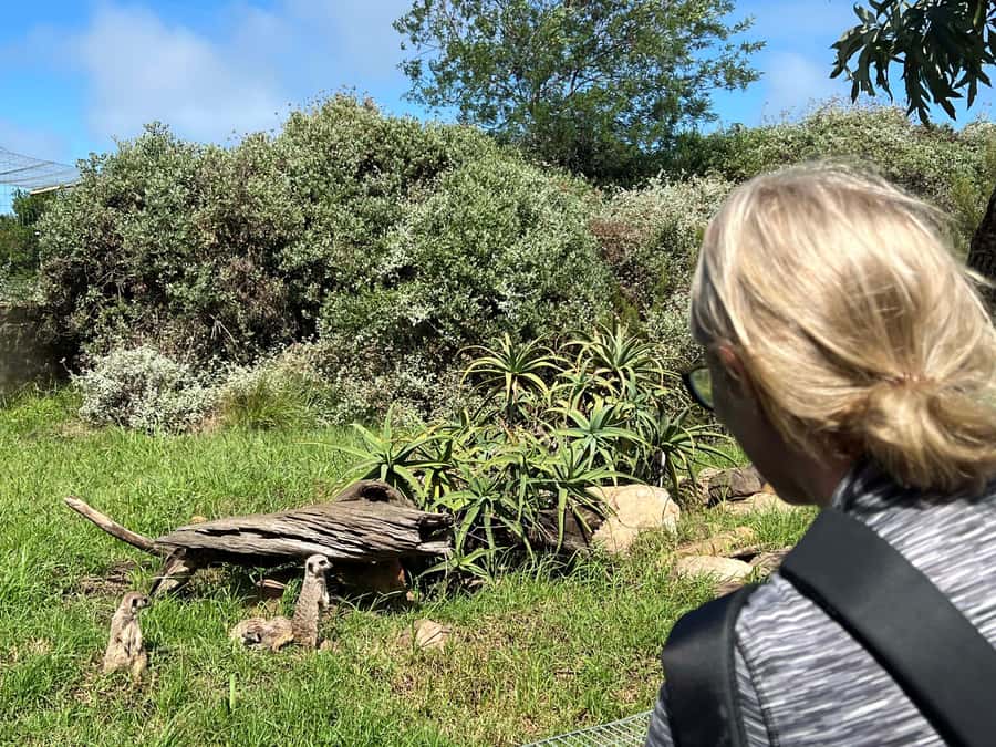 Plettenberg Bay: Wild Cat and Wildlife Guided Tour - What happens after the cat walk