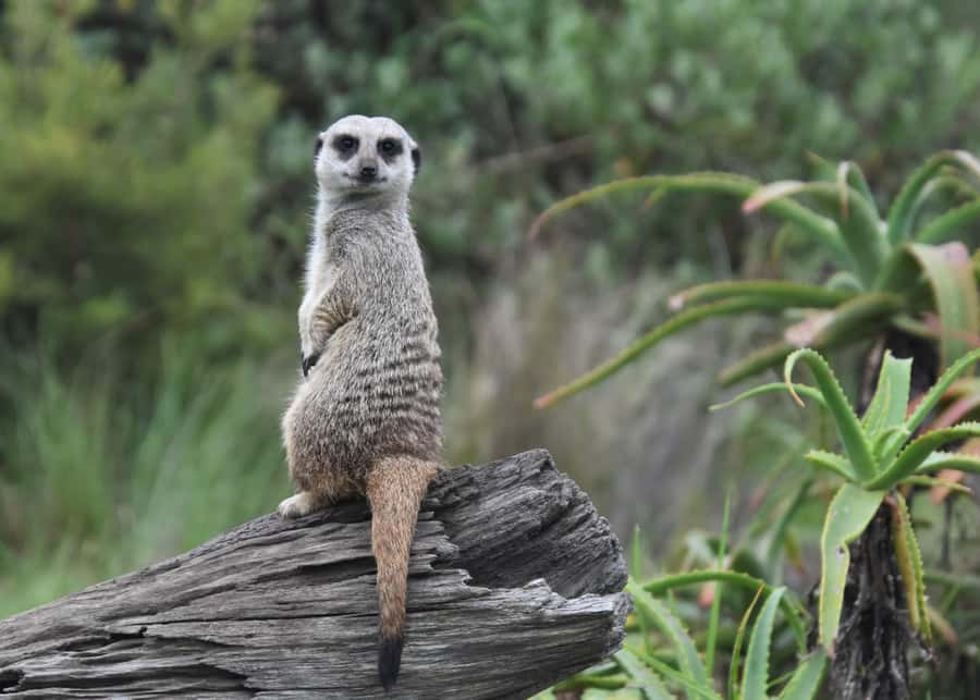 Plettenberg Bay: Wild Cat and Wildlife Guided Tour - Is $27 good value for one hour?