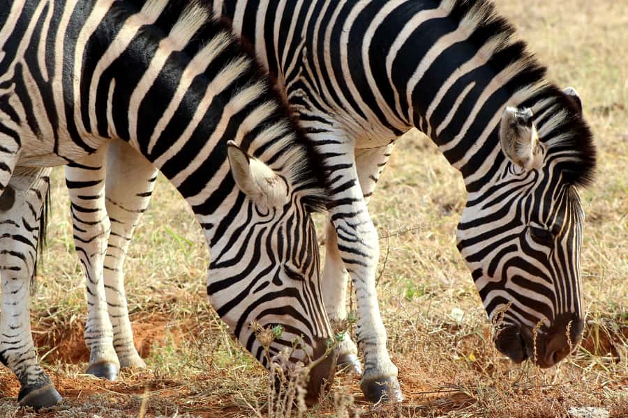 Port Elizabeth: 2-Day Addo Elephant Park Safari - Giraffe tracking: close encounters with a small catch