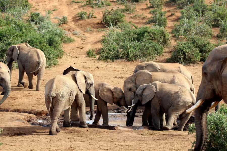 Port Elizabeth: 2-Day Addo Elephant Park Safari - Is $597 per person fair?