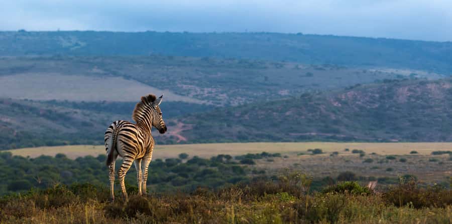 Port Elizabeth: 2-Day Addo Elephant Park Safari - Day one: Addo’s elephants and the long game drive