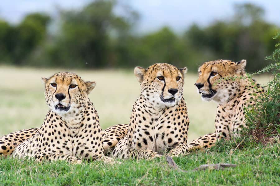 Port Elizabeth: 4x4 Wildlife Safari & City Sightseeing Tour - One day, two very different Eastern Cape experiences