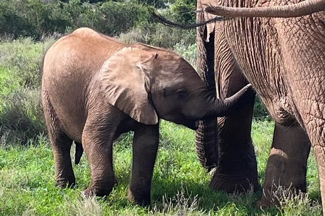 Port Elizabeth Addo Elephant National Park All Inclusive Safari - Five useful things to know before you book