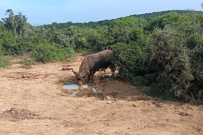 Port Elizabeth Addo Elephant National Park All Inclusive Safari - Why Addo makes a good Port Elizabeth safari