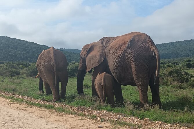 Port Elizabeth Addo Elephant National Park All Inclusive Safari - Following the southern section north