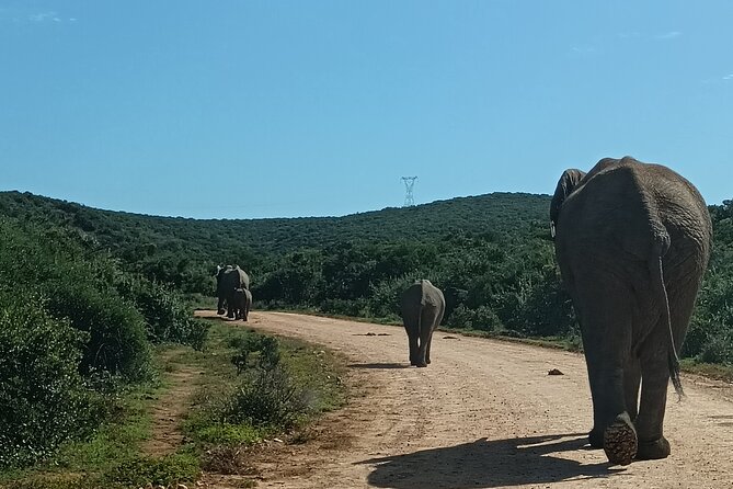 Port Elizabeth Addo Elephant National Park All Inclusive Safari - Lunch and a break at the main camp